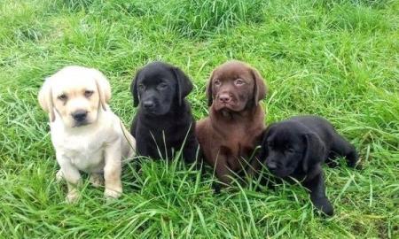 S??e Typvolle Labrador Welpen mit Papier
