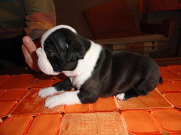 Boston terrier