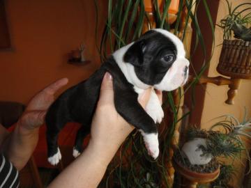 Boston terrier