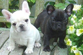Franz�sische Bulldoggen Welpen