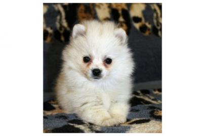 Pomeranian / Zwergspitz Welpen