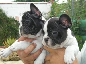 Franz�sische Bulldoggen Welpen