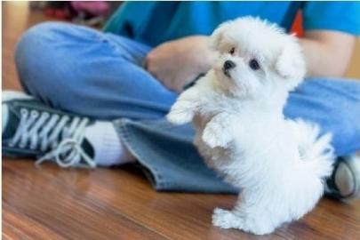 Superkleine Erh?ltlich Pomeranian Zwergs