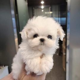 maltese Welpen. 