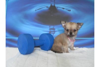 Mini Chihuahua welpen (150 euros)