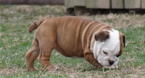 english bulldog puppy