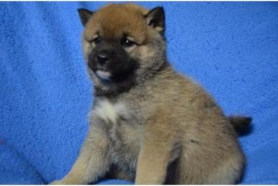 Unser Shiba Inu Nachwuchs ist da !!!!!