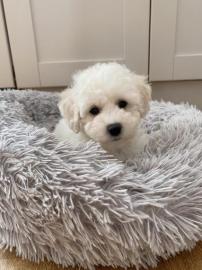 Bichon Frise