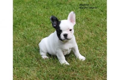 Franz�sische Bulldoggen Welpen