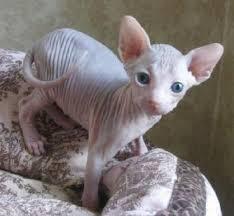 Sphynx K�tzchen zum Verkauf
