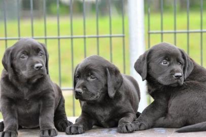 S��e Labradorwelpen aus HD-ED-PL- und ge