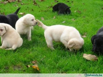 S��e Labradorwelpen aus HD-ED-PL- und ge