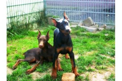 Reinrassige Dobermannwelpen