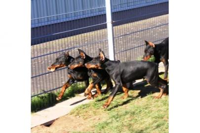 Reinrassige Dobermannwelpen