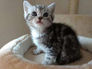Wundersch�ne BKH Kitten mit Stammbaum