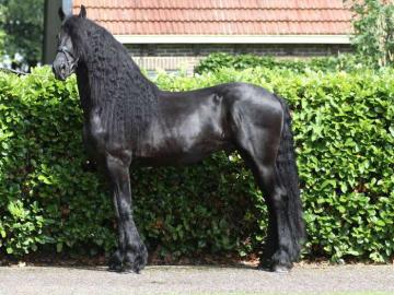 Wundersch�ne schwarze Friesenhengst mit