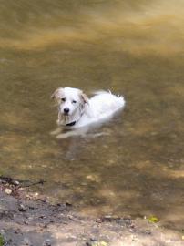 Vergebe meine Labrador mix H?ndin