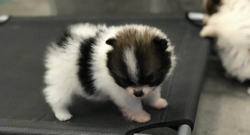 Pomeranian Welpen
