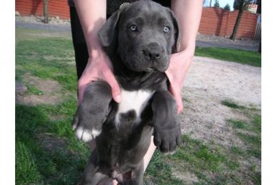 Wundersch�ne Reinrassige Cane C
