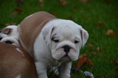 Wundersch�ne Englische Bulldogge Welpen