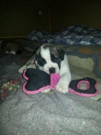 OEB FCI Englische Bulldogge Welpen