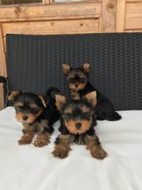 Yorkshire-Terrier Welpen