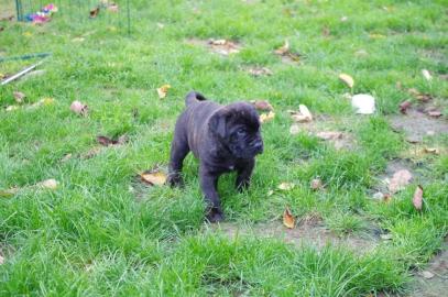 Reinrassige Bullmastiff Welpen mit Ahnen