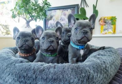 Sch�ne Franz�sische Bulldoggen Welpen Ve