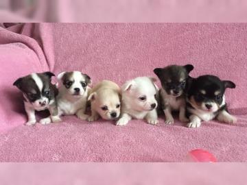Reinrassige typvolle Chihuahua
