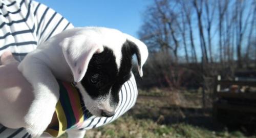Wundersch�ner Jack Russell Terrier Welpe