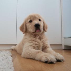 Golden Retriever-Welpen