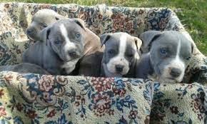 American Blue-Line Pit Bull Terrier Welp