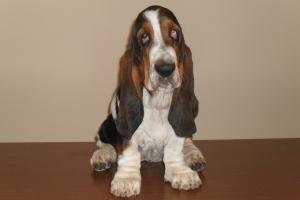 Basset hound Barbara