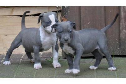 Pitbull Welpen (2m�nnchen / 3weibchen),