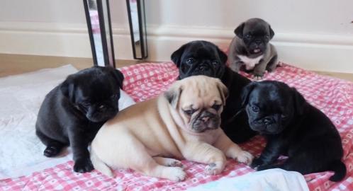 Mops Welpen !!