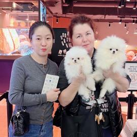 🐾 Zwergspitz-Welpen (Pomeranian) 