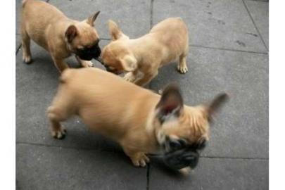 Franz- Bulldogge - welpen - seltener fa