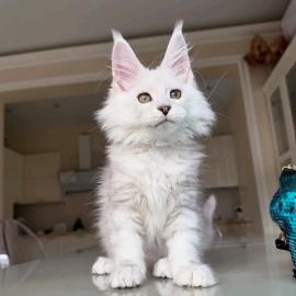 Reinrassige Maine-Coon-K�tzchen
