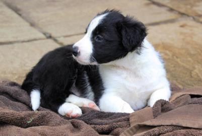 Border Collie Welpen