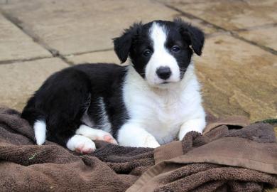 Border Collie Welpen