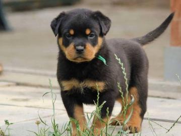 ADRK Rottweilerwelpen abzugeben whatsap