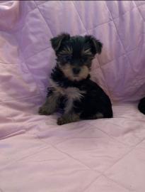 Zuckers??en Yorkshire Terrier Welpen