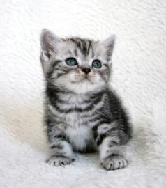 Beautiful British Whiskas kittens