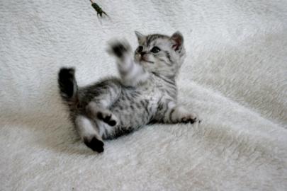 Beautiful British Whiskas kittens