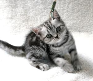 Beautiful British Whiskas kittens