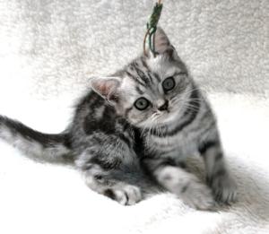 Beautiful British Whiskas kittens
