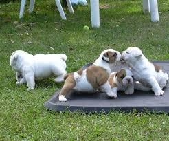 Adorable English Bulldog Welpen zum Verk