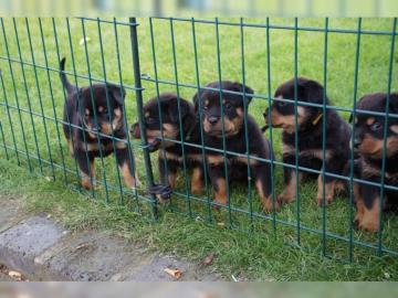 Reinrassige ADRK Rottweilerwelpen abzuge