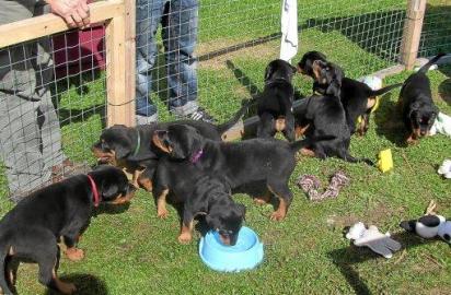 Reinrassige ADRK Rottweilerwelpen abzuge