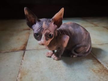 Sphynx kitens ist zur Adoption bereit